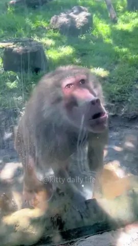 Funny Monkey #funny #animals #monkey #funnyvideos #fyp 
