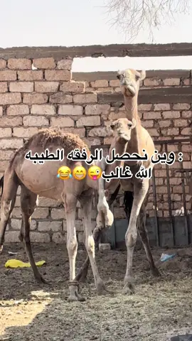 #رفيقي_معاه_عل_موتي👌🤙 #تشادفرنسا🇨🇵_بلجيكا🇧🇪_المانيا🇩🇪_اسبانيا🇪🇸 #بلجيكا🇧🇪_بروكسيل_المانيا_فرنسا_هولندا 