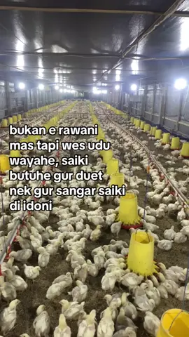 saiki wayahe kuat” an saldo#fyp #forupage #ayambroiler 