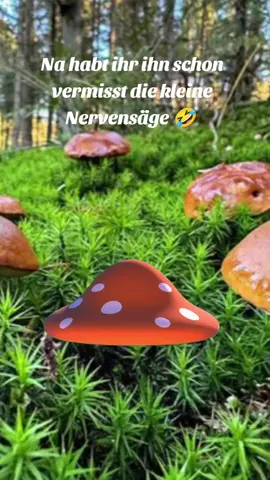 #Meme #MemeCut #CapCut na habt ihr ihn vermisst die kleine Nervensäge, hier ist er und versüßt euch den Tag. #2025 #pixel 