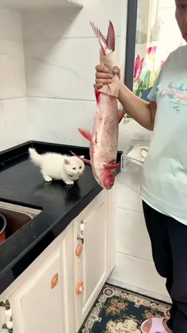 She acts like I’ve never fed her 😭#cat #cats #catlover #catsoftiktok #kitten #fyp 