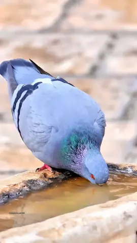 #fyp #foryou #foryoupage 