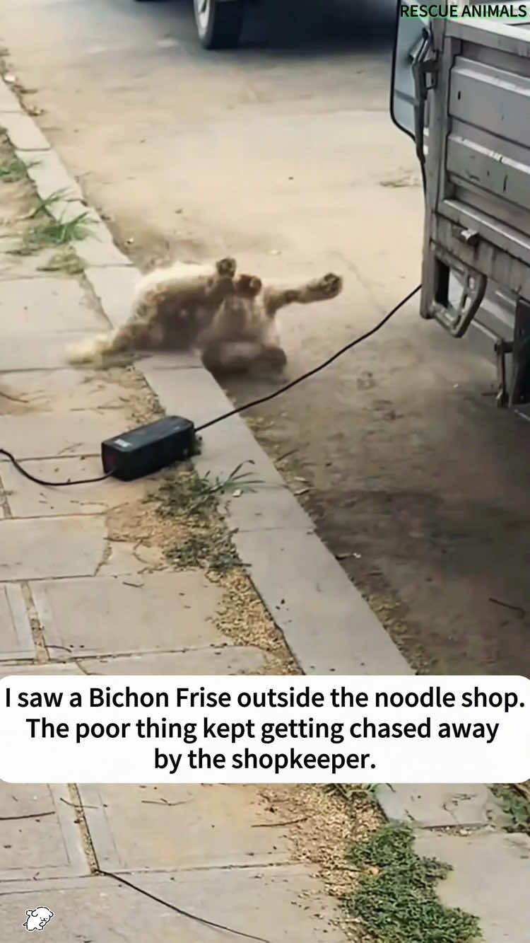 I saw a Bichon Frise being rejected by the noodle shop owner; its hind legs seemed to be paralyzed,and then…#rescuedog #rescue #animals #dog #foryou 