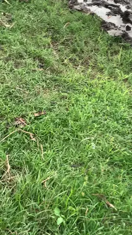 Ijoli metik cah🙂#megapro_herex #megapro_primus #mpss #herexjatim 