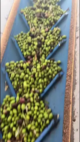 هاي مش بس نقطة زيت… هاي قصة أرض، وعرق فلاح، وذاكرة جدود 🫒 من جبال فلسطين… من ترابها وريحتها ❤️ وصلنا الزيت البلدي الأصلي — العصرة الأولى، الطعم اللي ما بتغلط فيه 👌 زيتنا نقي، طعمه تراث، وريحتُه فلسطين. متوفر الان بـ القدس العربية – الشويخ الصناعية 🇰🇼٩٦٩٦٣٤٥٧ تعال تذوق الأصل… تذوق ريحة البلاد #زيتون #عصره_اولى_عالبارد #القدس_العربية_للمواد_الغذائية #زعتر #زيت_فلسطيني 