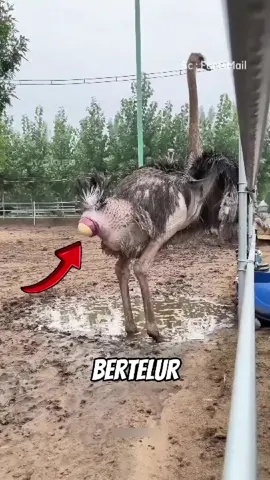 Burung unta bertelur berdiri #burungunta #serunyabelajar #fyp 