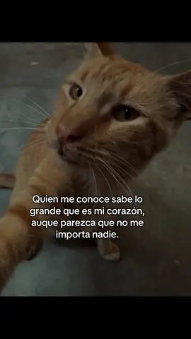 Quien me conoce sabe lo grande que es mi corazón, aunque parezca que no me importa nadie.🫩 #factos #gatostiktok #facts #paraestadoswhatsaap #paratii 