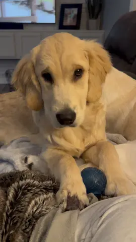 This song couldn’t be more true.  Watch to the end and let me know if you can relate 😂😂 #foryoupage #dogsoftiktok #goldenretriever #puppiesoftiktok #wholelottamoney 