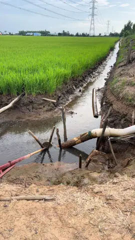 Mưa 1h bơm 1 ngày