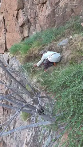 طيسع وادي بني غافر ولاية الرستاق سلطنة عمان #الرستاق_دار_المشتاق #سلطنة_عمان #الرستاق_news #عمان #الرستاق 