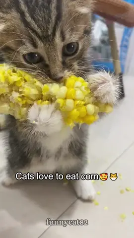 Cats love to eat corn.🌽🤣#catsoftiktiok #funnycats #kitten #cats #cute 