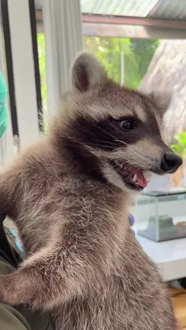 Beberapa hari lalu ada yang baru pasang microchip!🙂‍↕️🤚🏻🥺Kenalin ini Dexter dia udah gasabe bangeeet ketemu kalian lho🥺🫶🏻✨ #BaliZoo #Bali #Zoo #ExploreBaliZoo 