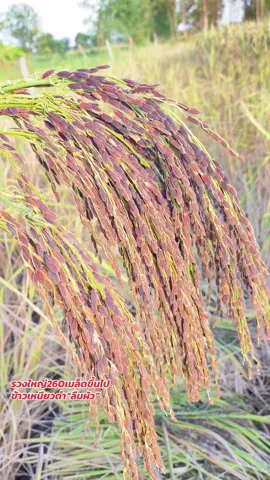 พร้อมส่งแล้ว“เมล็ดพันธุ์ข้าวเหนียวดำ”ลืมผัว“คัดสายพันธุ์พิเศษ1รวง260-300เมล็ด#ข้าวใหม่ปีนี้#คลิปนี้ต้องฟีด🤣💕 