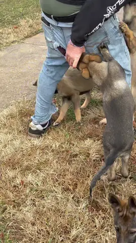 Interesting German Shepherd #funnydogs #foryou #tiktok #dogsoftiktok #dog 