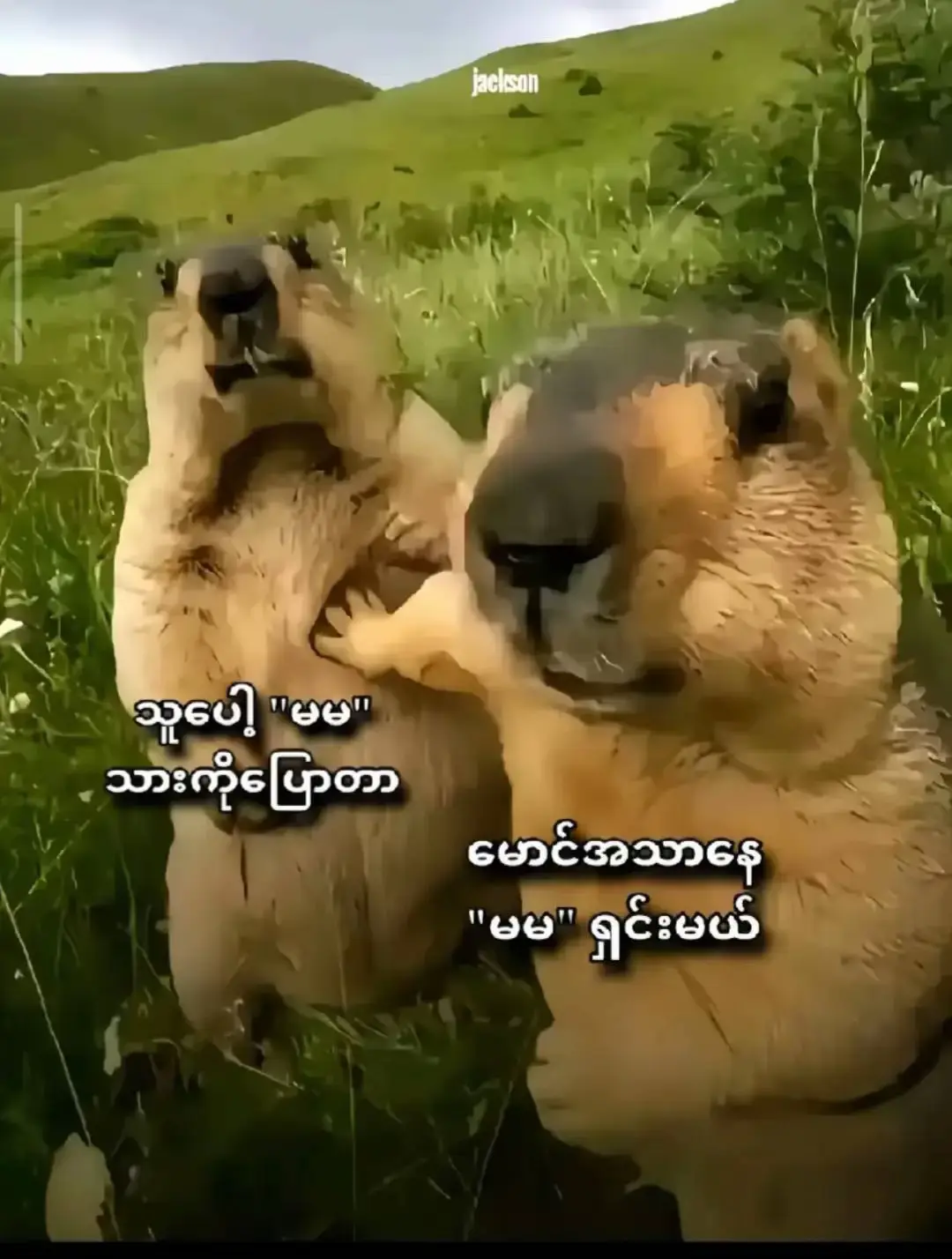 #မောင်မောင် ထိပ်ထားစံ🤭😝@Aung Thu Myat 👀🇸🇬 