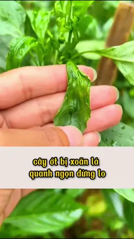 Cách trị xoăn lá trên cây ớt và các loại rau màu. #nôngnghiệp #ot #mẹohay #trongrautainha #nongdan 