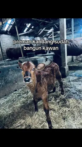 inpo kelas berat#promomakan1111 #promomakangajian #promomakanharian #fyppppppppppppppppppppppp #sapi 