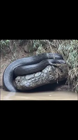 ล่าสุดพบงูบนหินคล้ายงูเพชรบูรณ์ #หินงูยักษ์ #เพชรบูรณ์ 