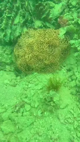 Orange Hammer #saltwateraquarium #coral #reeftank #underwaterphotography #reefaquarium 