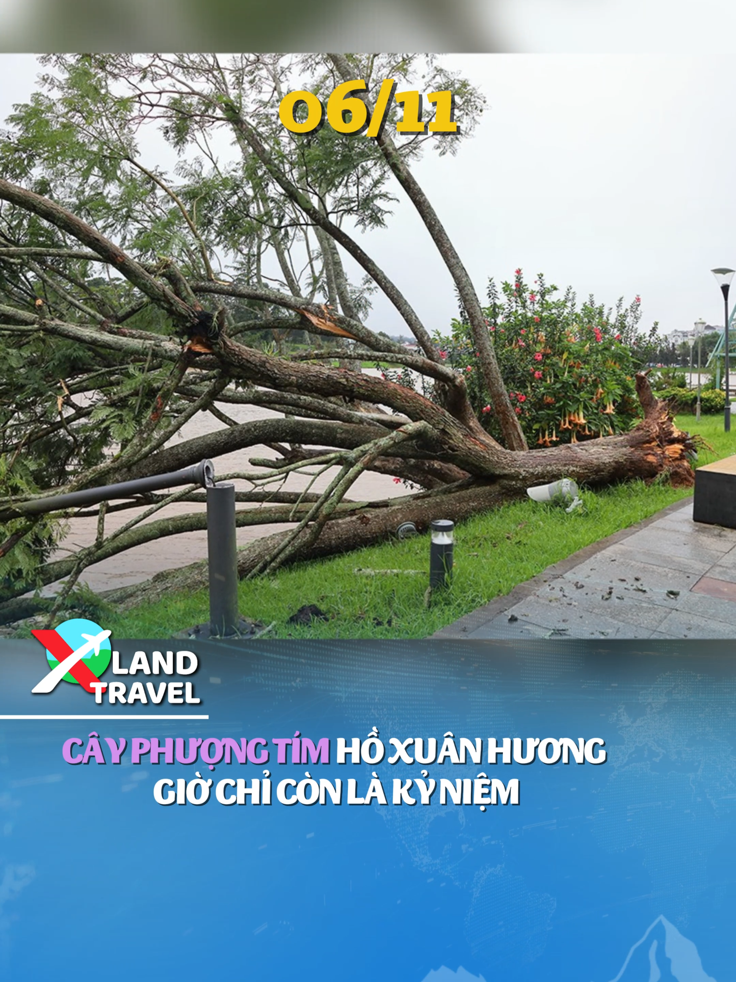 Cây phượng tím biểu tượng của Đà Lạt gần Hồ Xuân Hương bị đổ sau bão số 13 Kalmaegi #xlandtravel #xland #dulich #cayphuongtimdalat #dalat