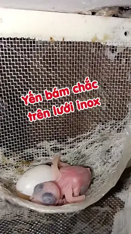 Chia sẽ cho ace nào nuôi yến cùng tham khảo nhé#yếnthô #yến #chimyen #toyen #yếnsào 