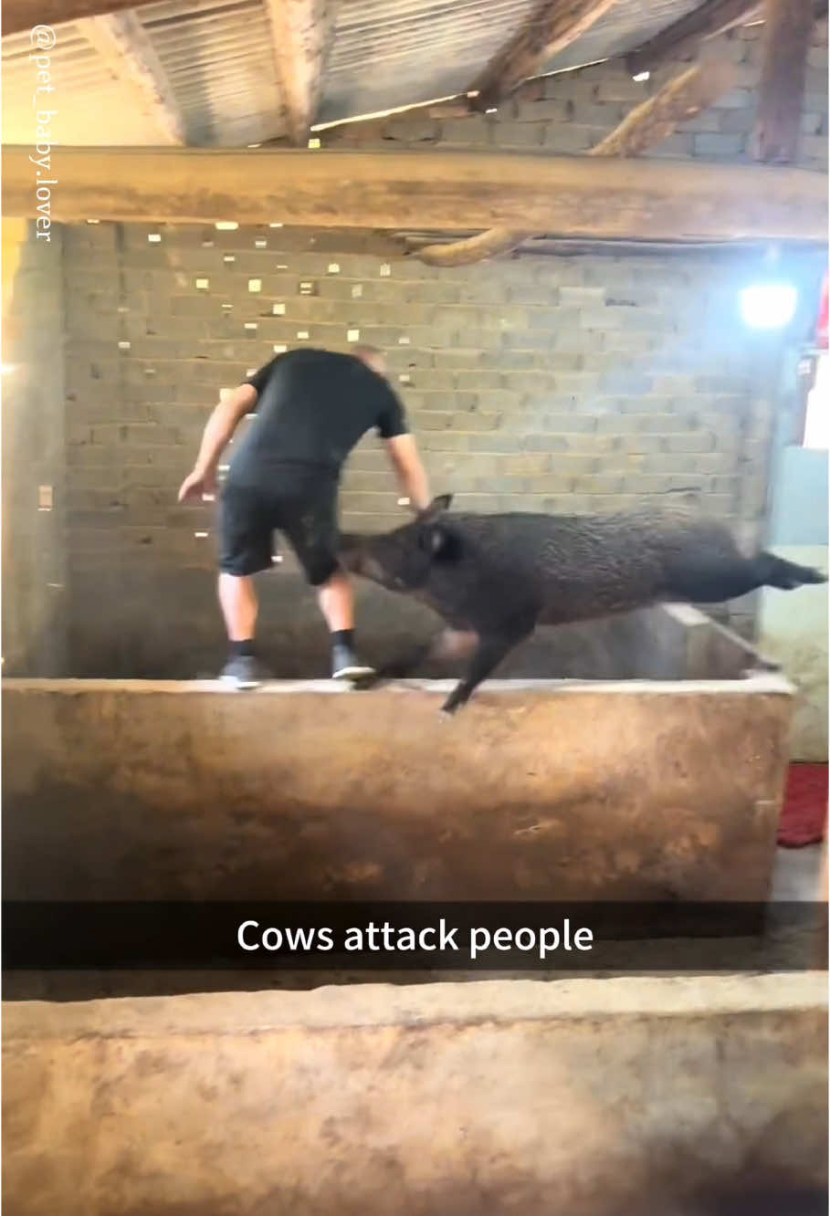 Stay away from these animals #cow #funnyvideos #funny #fyp #foryou #pets 