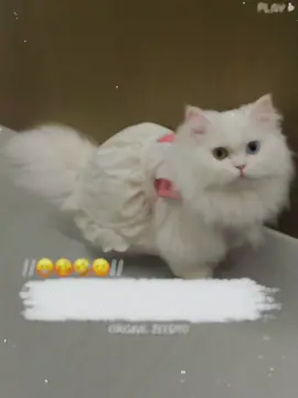 Tag Your Love🌚🤣🥴🙁#foryoupage❤️❤️  #funnyvideos  #catlover  #poetry  #original_zeesho 