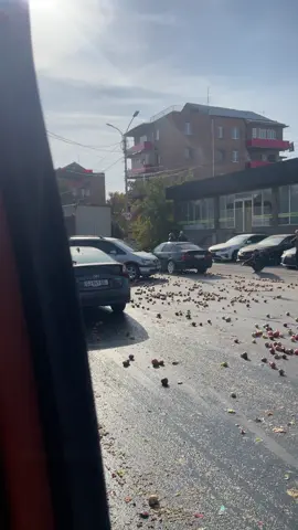 Gori 🫶🏻#gori #ვაშლები