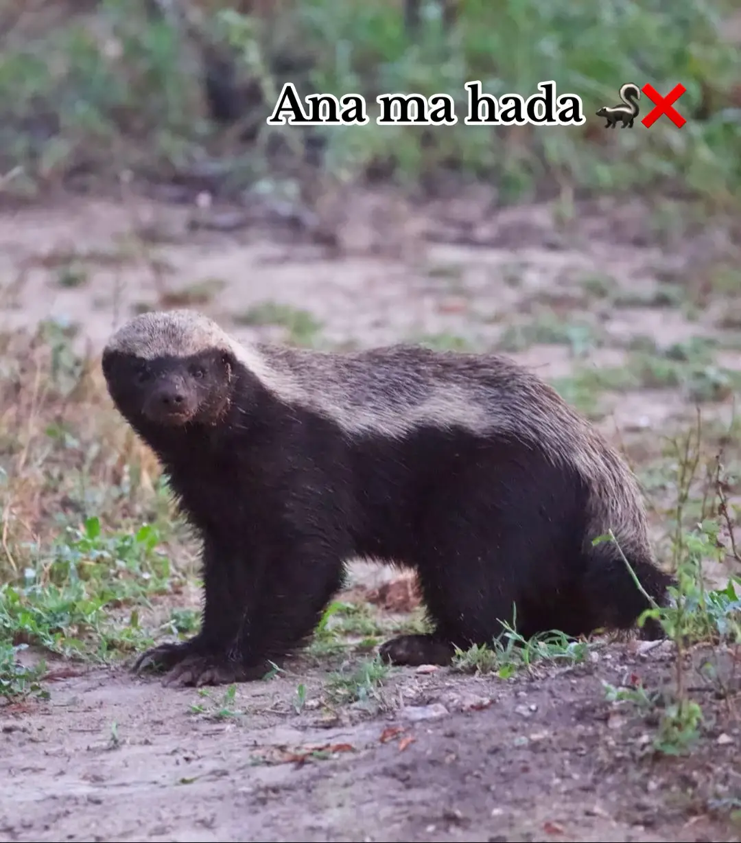 #fyp #viral #foryoupage #efectoboomerang #شعب_الصيني_ماله_حل😂😂 