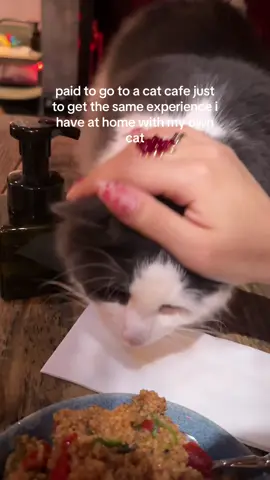 very peaceful and demure 😔 #cats #catcafe #fyp #catsoftiktok 