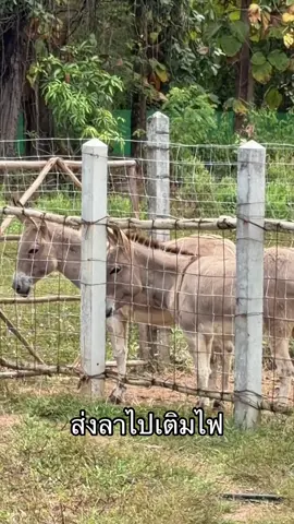 #เติมไฟ #civetlandหนองคาย #สวนสัตว์หนองสองห้อง #civetland 