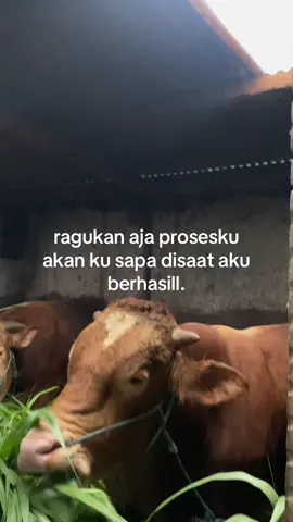 #peternakmuda #sapijumbo #bosmuda #sobatngaret #fyp 