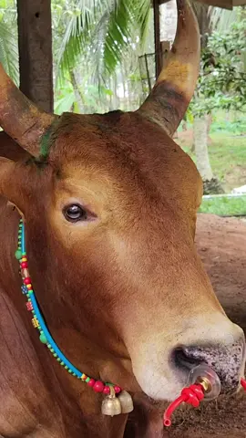 #แดงงามยอดศักดิ์ศรี (ภูเขาไฟ)