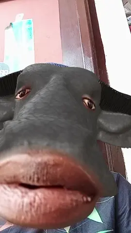 #morelikesintiktok #trendingvideo #goviral #creatorsearchinsights @ohemaa_showdem 💝💝 