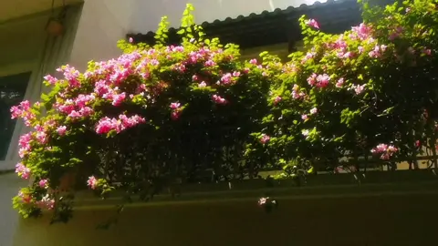 .𖥔 ˁ ˖🍁๋࣭ ⭑🍂༘⋆ . . . . . . . . . #digicam #digitalcamera #photo #photography #photooftheday       