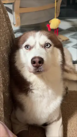 #dogsoftiktok #cutebaby #dog #tiktok #cute 