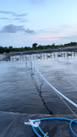 Nay có tôm lại rồi nha hihi#tiktok #xuhuong #nuoitomcongnghecao #69camau 