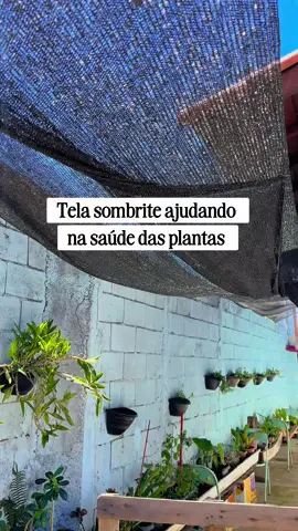 Tela sombrite para proteger minhas plantinhas  É mais pra proteger do sol forte, mas esses tempos protegeu da chuva de granizo que teve aqui  #telasombrite #sombrite #plantinhasminhas #plantinhas #CapCut 