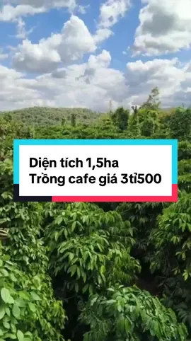 Diện tích 1,5ha bìa , thực đất 2,4ha trồng cafe giá 3tỉ500 . Quan tam lh không 962 không 67 hai 24#bdsgialai #datvuongialai #datvuongiare #bandatcafe #nhadatgialai 