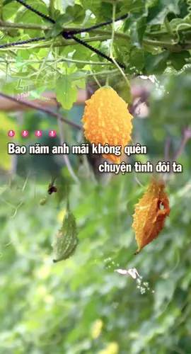 Chờ ngày nên duyên “lý chim xanh “ #karaoke #xuhuongtiktok #cổnhachaymoingay #cailuongvietnam #duet 