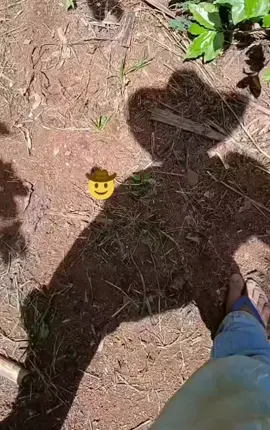 pe de café tá  bonito 🤠  #viraltiktok #agroboy #roça #bruto #peao 