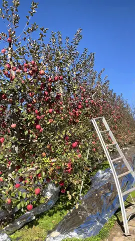 Vào việc baalii hee 🍎🍎🍎#laodonghanquoc🇰🇷🇻🇳 #xuhuongtiktok #kiemtien #xuhuong 