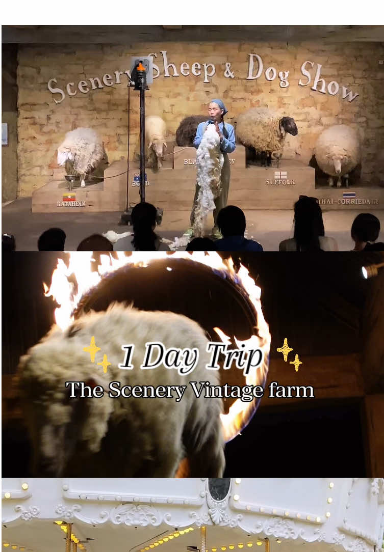 🎠🐶 สนุกได้ทั้งวัน ที่ เดอะ ซีนเนอรี่ วินเทจ ฟาร์ม มีกิจกรรมให้เลือกเพียบ ทั้งซุ้มเกมส์ โชว์สุดน่ารัก🐑 ให้อาหารสัตว์ ถ่ายรูปกับม้าหมุนสีขาวสุดคลาสสิกยอดนิยม  และมุมถ่ายรูปอีกมากมาย ปิดท้ายด้วยขนมโฮมเมดหอมๆ เครื่องดื่มอร่อยๆ ☕ เที่ยวที่เดียว ครบ...จบ... ในสวนผึ้ง 🎟บัตรเข้าชมฟาร์มเริ่มต้นเพียง 150 บาท 👶 เด็กที่สูงน้อยกว่า 100 ซม. เข้าฟรี 🕘 ฟาร์มเปิดทุกวัน 09.00-17.30 น. 📩 สอบถามเพิ่มเติมได้ที่ Inbox หรือโทร 081-0006677 #thesceneryvintagefarm #เดอะซีนเนอรี่วินเทจฟาร์ม #สวนผึ้งราชบุรี #ที่เที่ยวราชบุรี #1วันในราชบุรี 