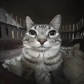 Cats edit or Cars edit? | SONG NAME: MONTAGEM VOLTE #рек #фонк #музыка #phonk 