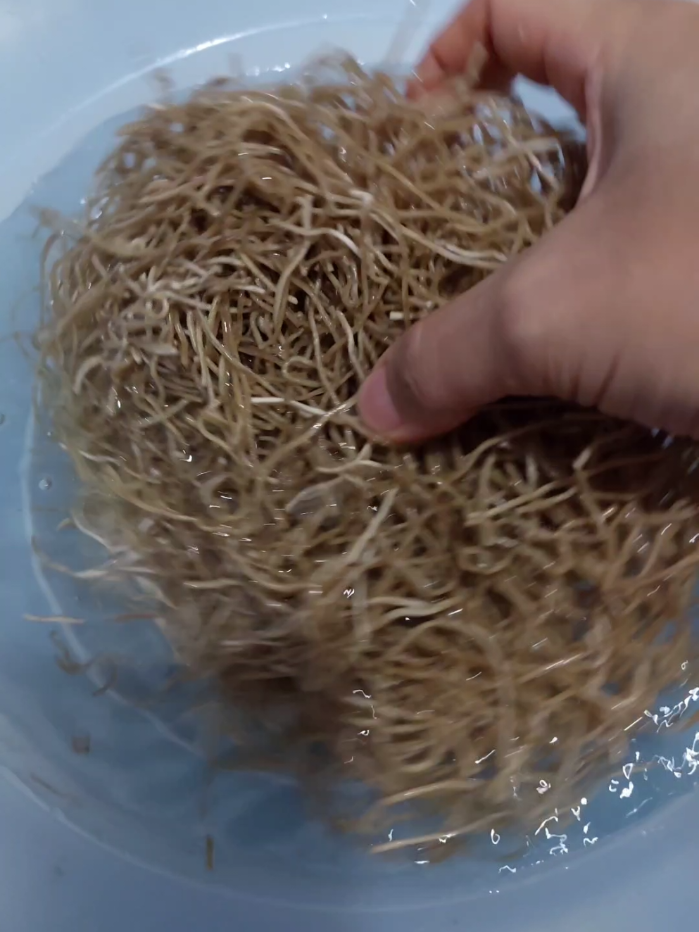 Tak kenal maka tak sayang, mari mengenal anekaragam mi dari bahan lokal.  Kalau di daerah teman2 ada mi apa aja? RALAT: Mi sagu dari Riau ya (maaf kurang teliti) 🙏 #diversifikasipangan #isipiringku #panganlokal 