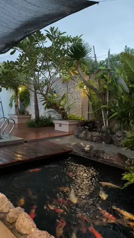 #masyaallahtabarakkallah #alhamdulillah #koi #trending #allahummabarik 