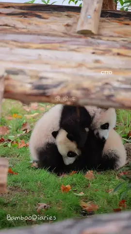 Xiao Fei Ji Vs Xiao Lun Tai, they have been fighting for 2 seasons xixixi 😁. Xiao Lun Tai has mastered wrestling slams hahaha 🤣 #xiaoluntai #xiaofeiji #panda 