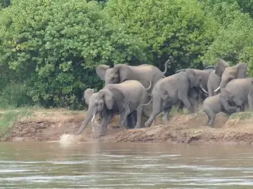 Cruelle nature🔥🔥💥💯 #safari #wildfriend_africa #animal 