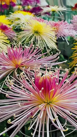 #秋の菊花美しい景色  大阪国華園#Beautiful  Scenery In Osaka Japan 