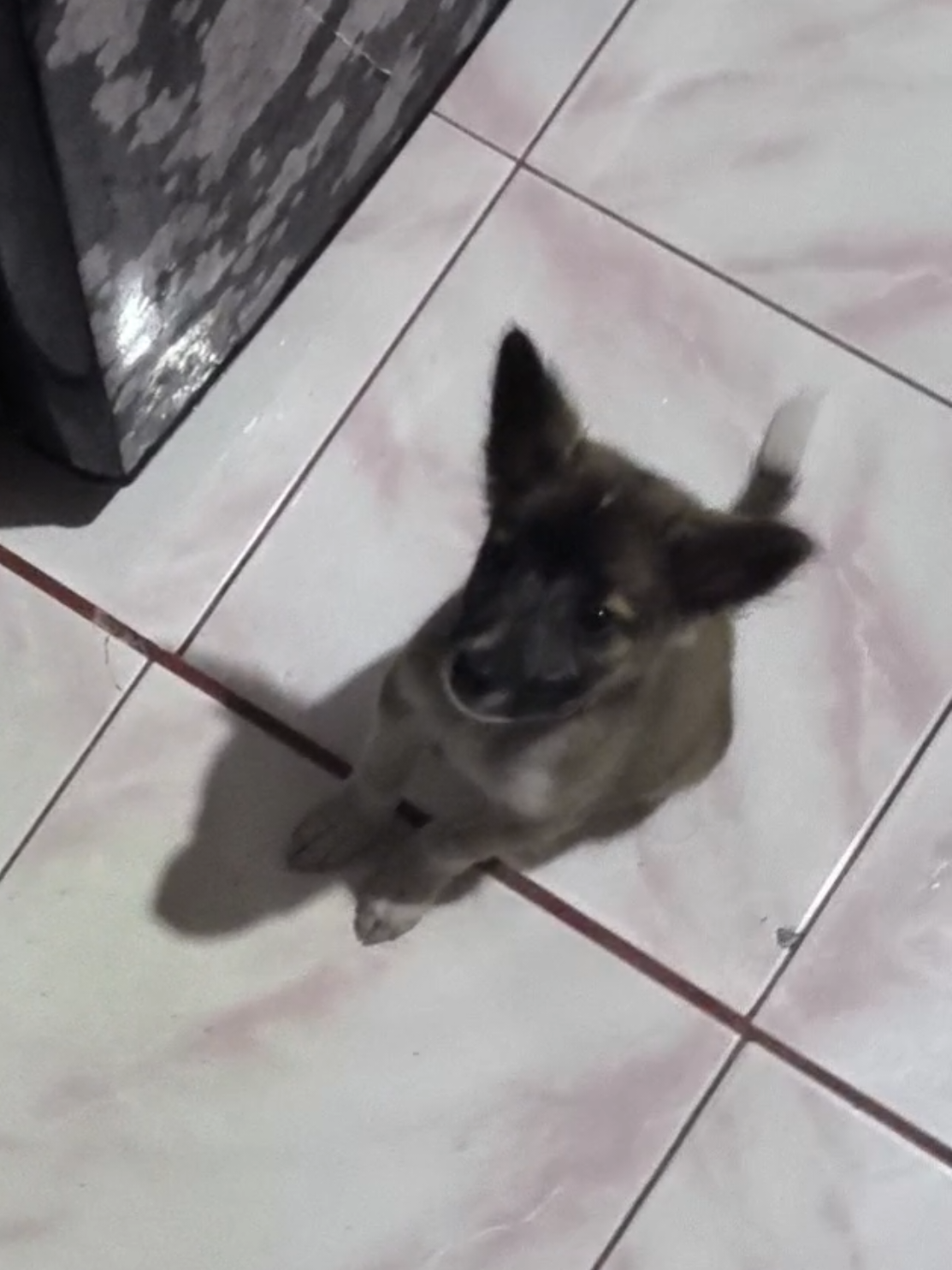 Makan dulu 🐕 #fyp #puppy #dogsofttiktok #anabul #cutepuppy 